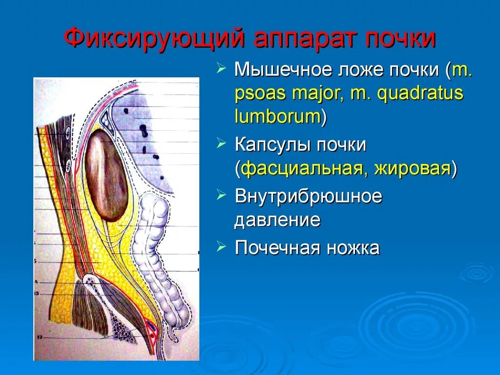 Фиксирующий аппарат почки. Фиксирующий аппарат почки строение. Фиксирующий аппарат почки почечная фасция. Топография почек фиксирующий аппарат почек. Слизистые оболочки почек