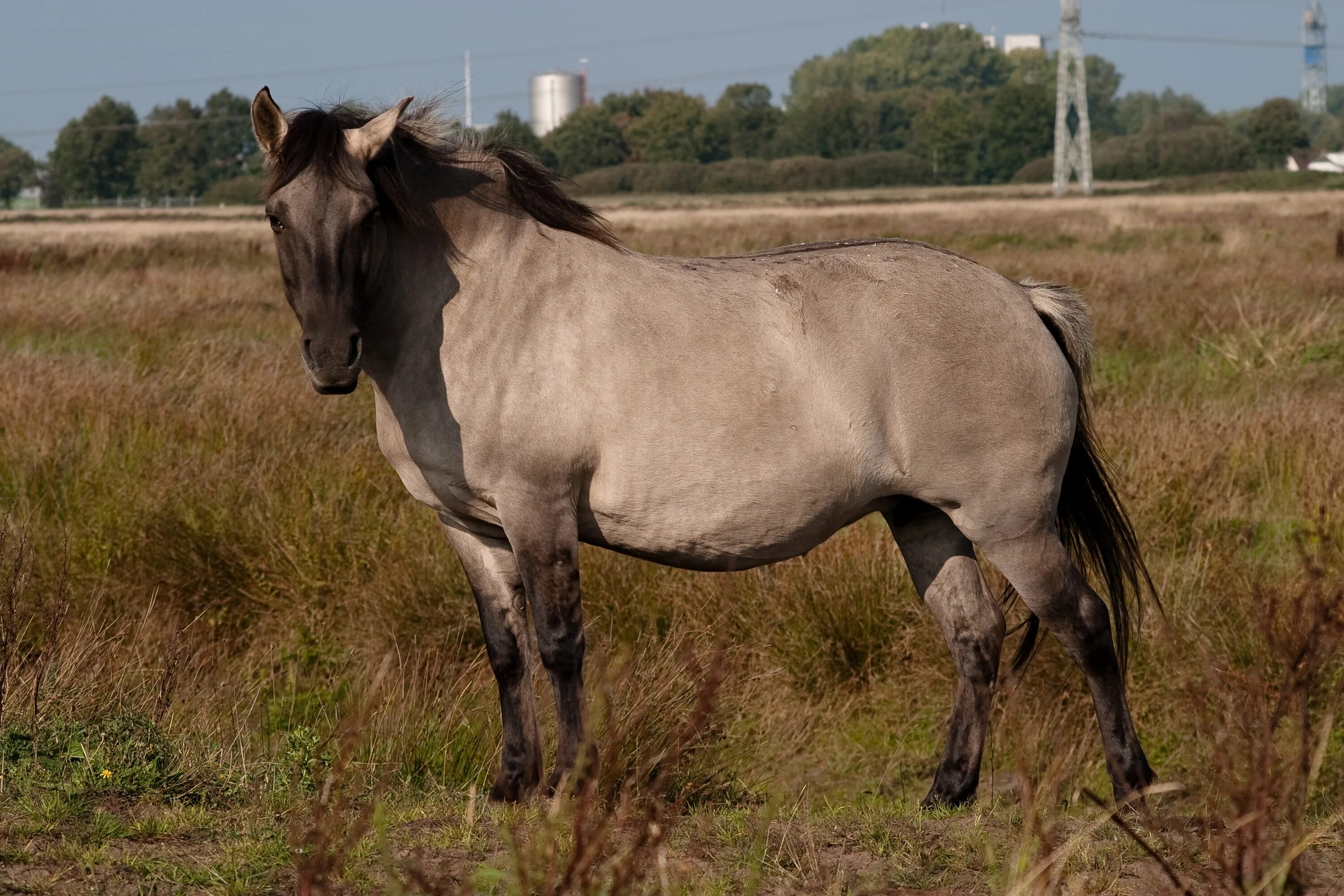 Дикая лошадь Тарпан. Беловежская пуща лошадь Тарпан. Порода лошадей Тарпан. Тарпан европейская Дикая лошадь. Сайт коник