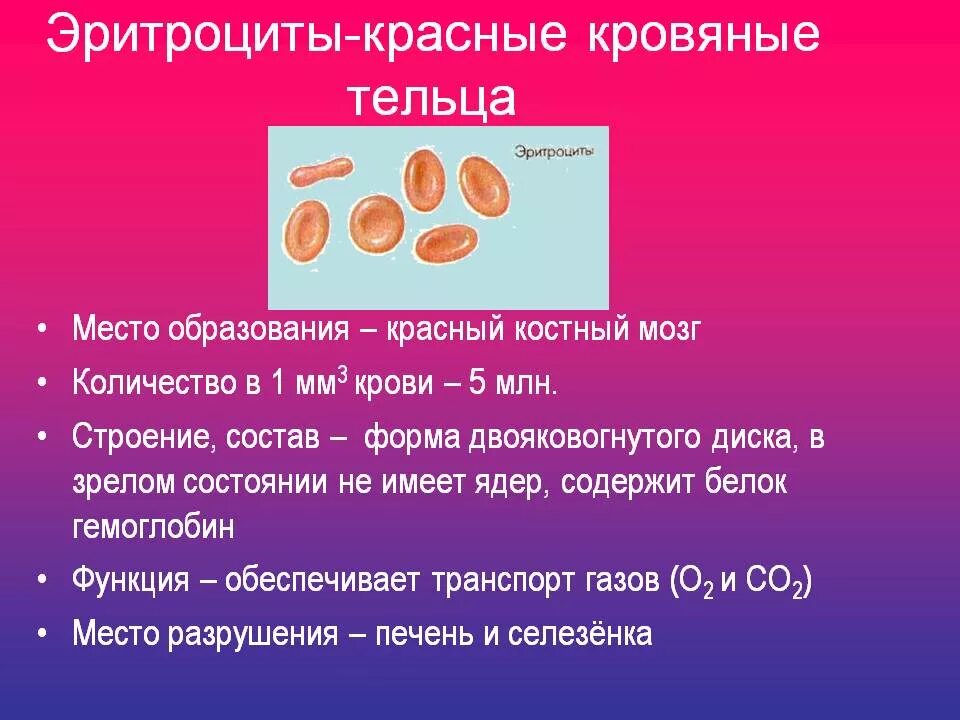 Сколько клеток крови. Место образования эритроцитов. Эритроциты место образования и разрушения. Место формирования эритроцитов. Место образования крови человека.