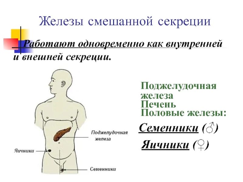 Половые железы железы внешней секреции. Печень является железой смешанной секреции. Печень железа внешней секреции. Половые железы это железы внутренней или внешней секреции. Какие железы являются смешанной секреции