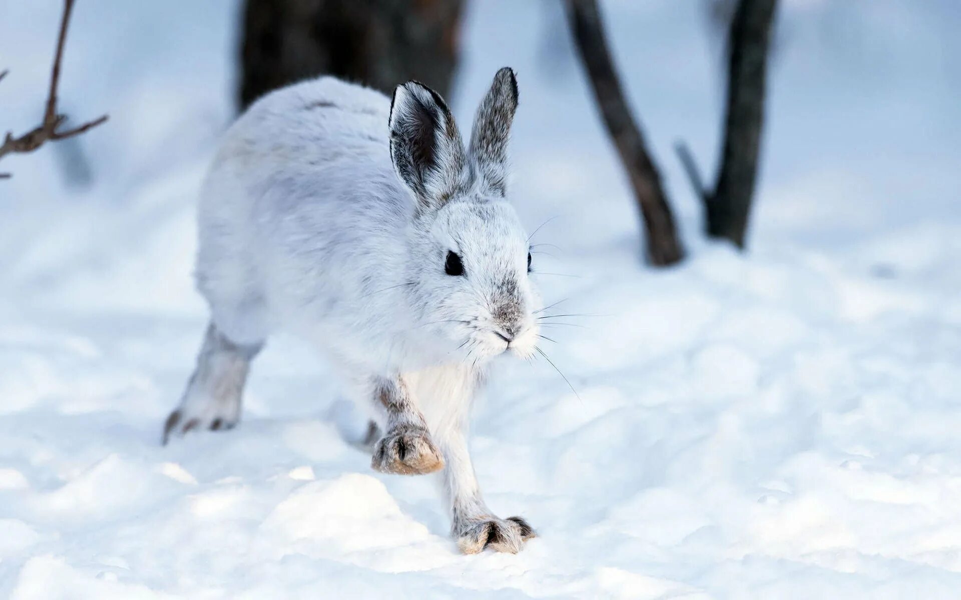 дикие животные зимой. животные зимой. заяц беляк бегает. животные зимой для детей. белка в дупле зимой.