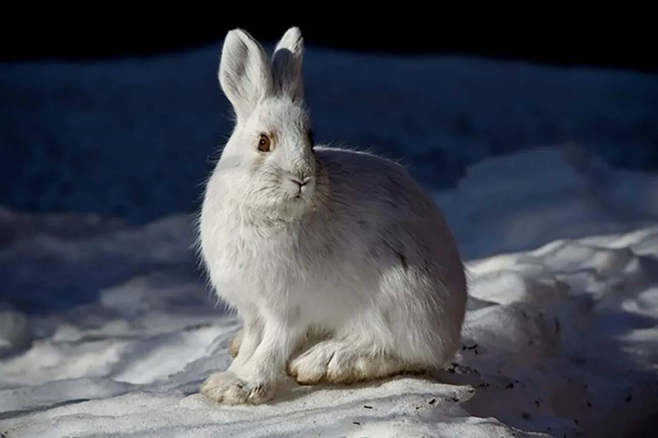 ป ก พ น โ ด ย xylohanun ใ น bunny ส ต ว น า ร ก, ร ป ส ต ว น า ร ก, ล