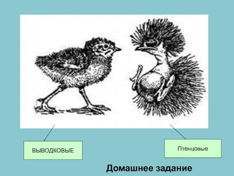 Выводковые и птенцовые. Выводковые и птенцовые птицы. Выводковые и гнездовые птицы. Птенцы выводковые и гнездовые.