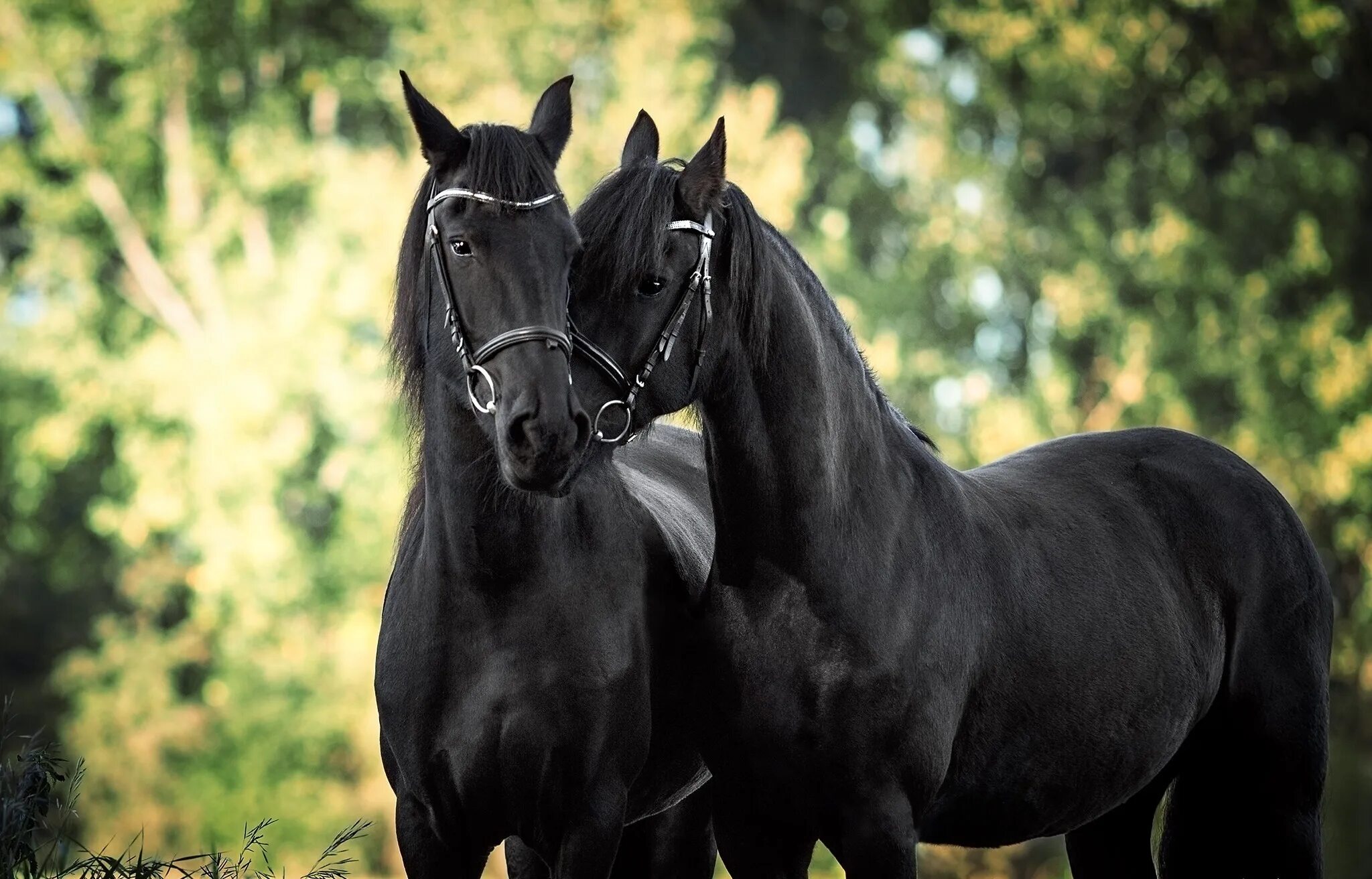 Two horse. Басуто лошадь Вороная. Цыганская Вороная лошадь. Пепельно Вороная лошадь. Вороная масть лошади.