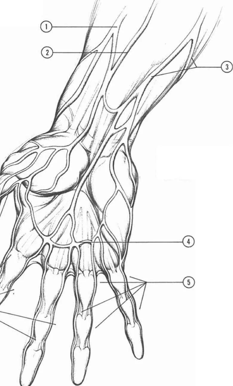 Вены кисти анатомия схема. Запястье руки рисунок анатомия строение. Вена на тыльной стороне кисти. Лимфоузлы кисти