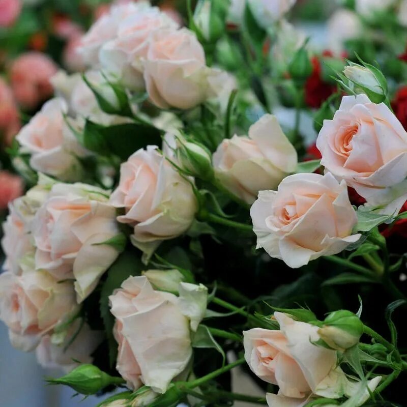 кустовые розы описание фото. роза кустовая квин. роза кустовая аврора. пионовидная роза бомбастик. роза кустовая фабиола.