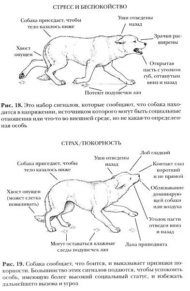 Поведение собак характеристика. Поведение собак. Язык тела собаки. Язык тела собаки в картинках. Араедение собак.