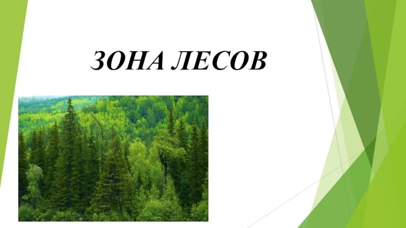 Лесные зоны воды. Зона лесов. Инфоурок Лесные зоны. Население лесных зон. Дизайн слайдеров для презентации на тему Лесная зона.