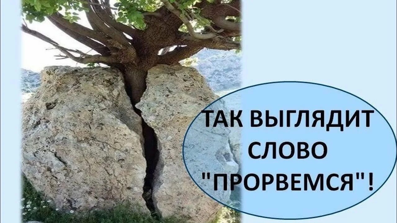 Дерево сквозь камень. Вот так выглядит Прорвемся. Так выглядит слово Прорвемся. Выглядит слово.