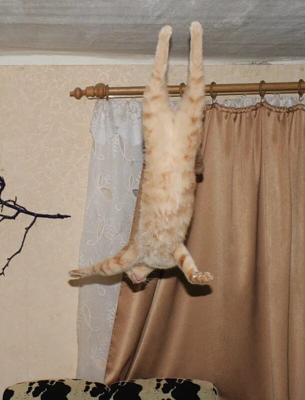 Повешенные кошки. Кот на шторах. Кот висит на шторах. Коты на занавесках. Рыжий кот висит на шторе.