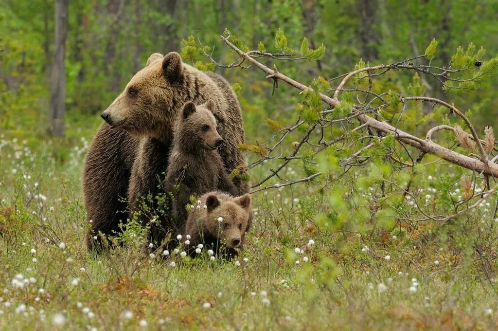 В лесах парка можно встретить. Бурый медведь в Вологодской области. Бурый медведь Нижегородской области. Бурый медведь в Кировской области. Бурый медведь в Тульской области.