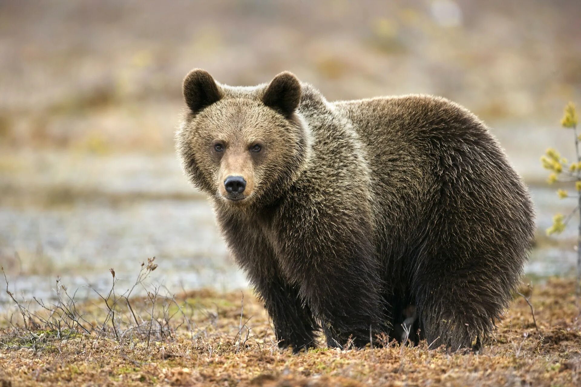 Евразия медведи. Бурый медведь. Бурый медведь (Ursus arctos). Дальневосточный бурый медведь. Бурый медведь в Якутии.