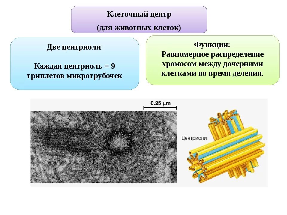 Функции клеточного центра и ядра. Строение клетки клеточный центр строение и функции. клеточный центр строение и функции. клеточный центр клетки строение и функции. функции клеточного центра в клетке.