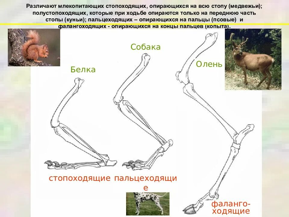 Расположение конечностей у млекопитающих