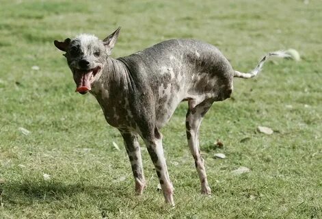 Dog but