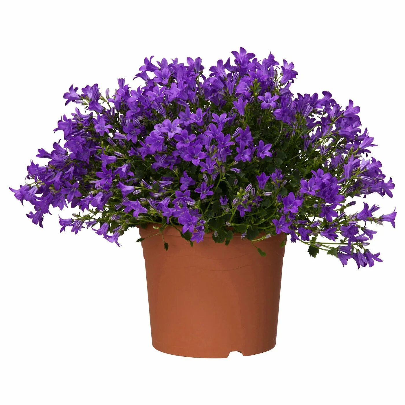 Спатифиллум. Бальзамин комнатный. Calibrachoa superbells evening star. Маленькие цветы в горшках. Бальзамин коралл.