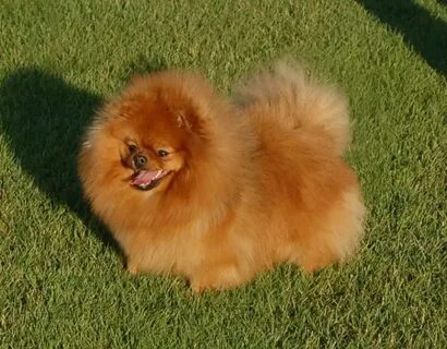 Pomeranian spitz yavru