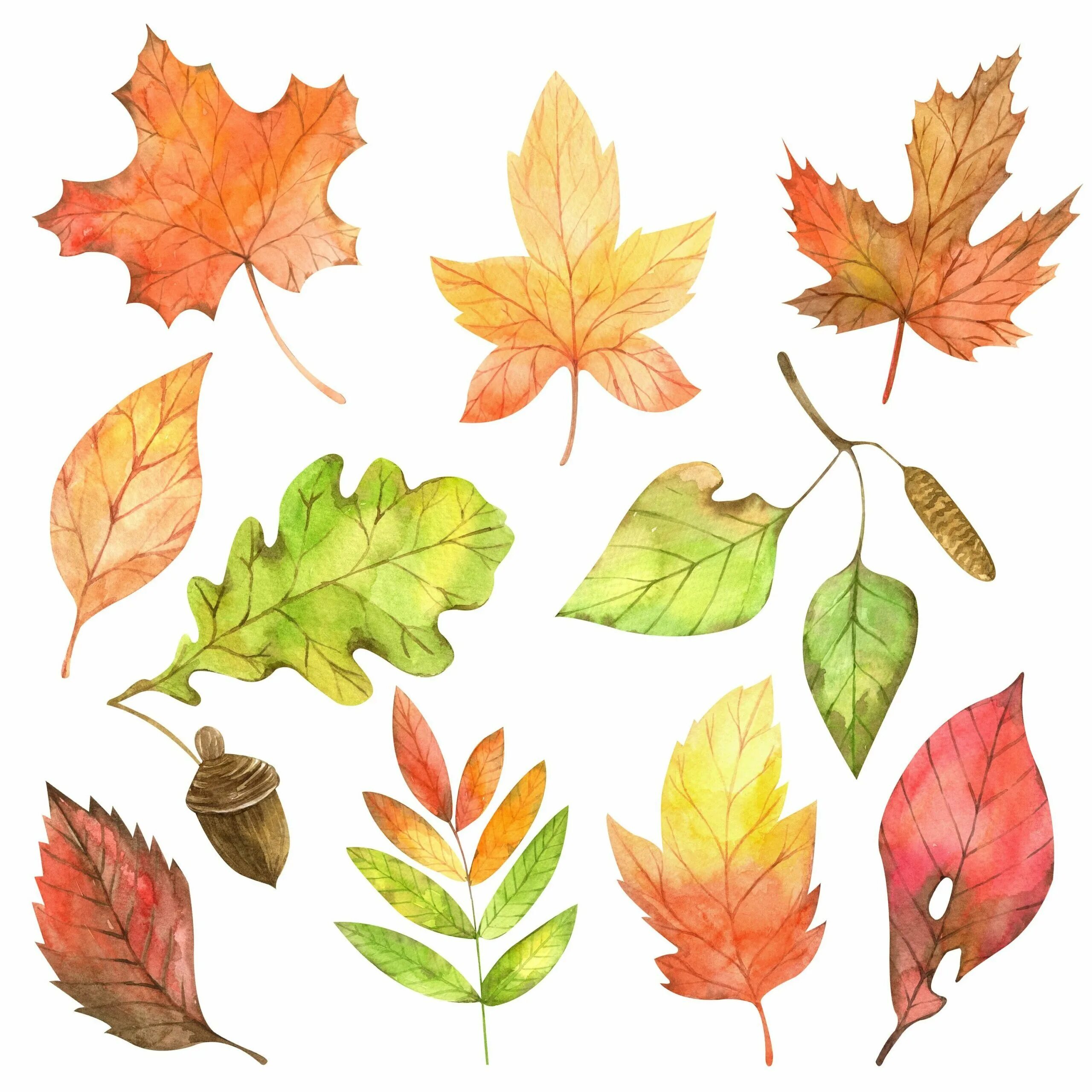 Осенние листочки. Осенние листья деревьев. Рисунки осенних листьев. Листья деревьев акварелью.