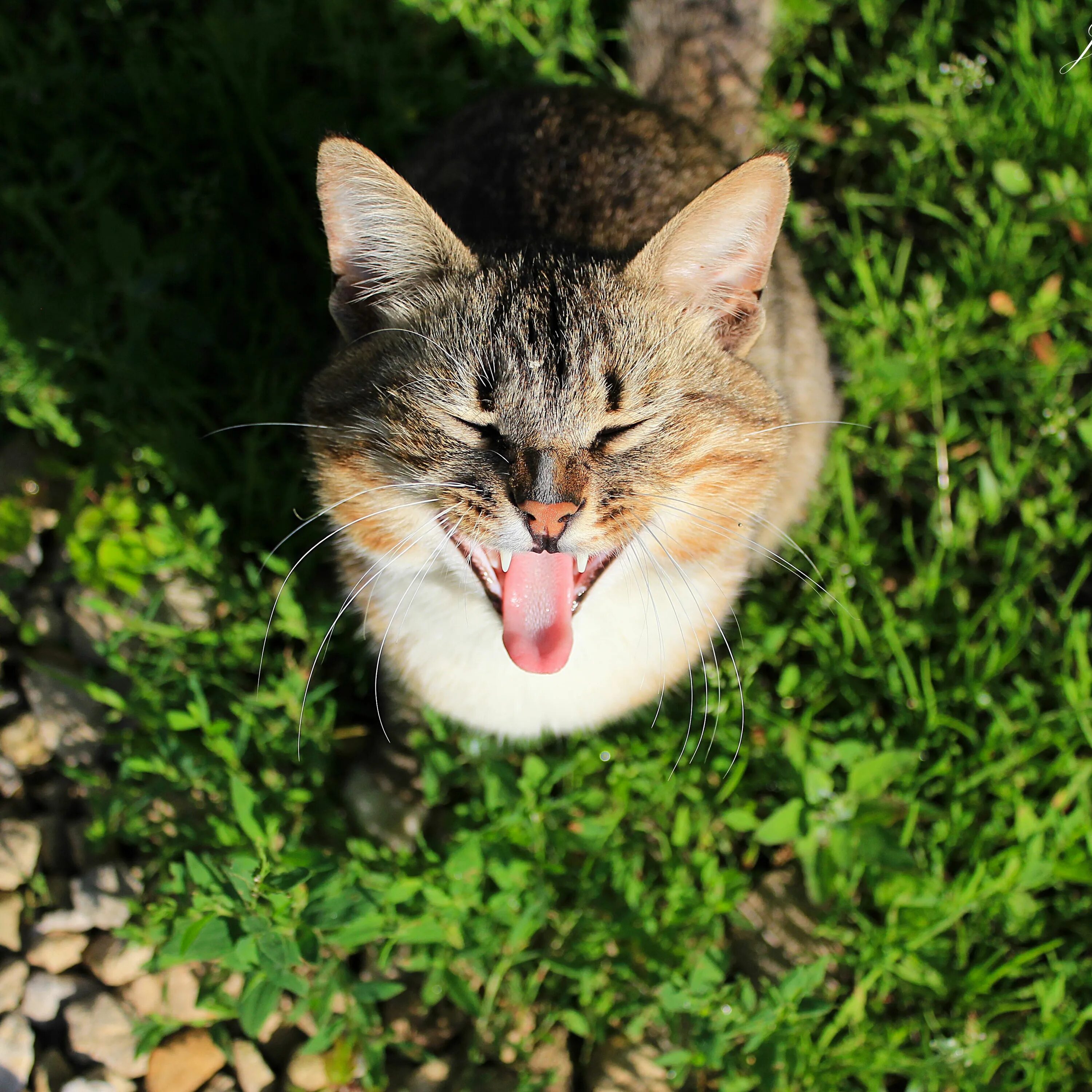 Кот в траве. Кот зевает. Котик на травке. Крики котов. Крик кота в брачный