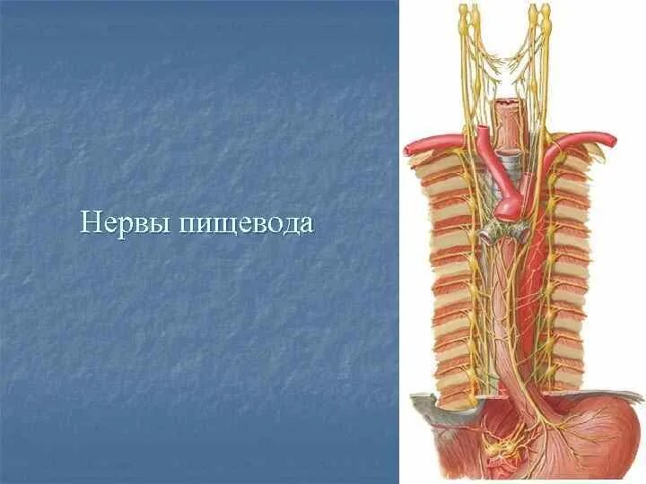 Кровоснабжение и иннервация пищевода. Кровоснабжение пищевода топографическая анатомия. Блуждающий нерв грудной отдел. Блуждающий нерв лимфатический сосуд пищевод мочеточник. Блуждающий нерв анатомия топография.