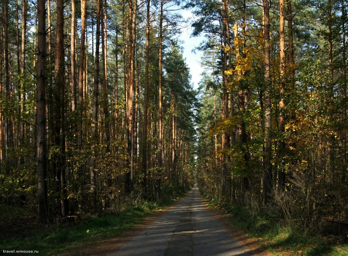 Хвойные московской области. Сосновый Бор в Подмосковье лес. Сосновый Бор Орехово-Зуево. Орехово Зуевский лес. Орехово Зуевский лес Подмосковье.