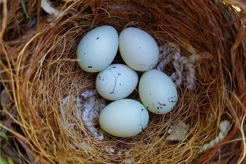 Можно посадить яйцо