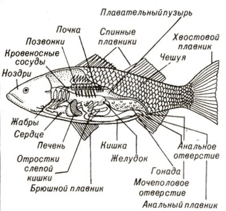 Строение речного карася. Схема строения костной рыбы. Внутренне строение речного окуня. Внутреннее строение костной рыбы. Внутреннее строение карася