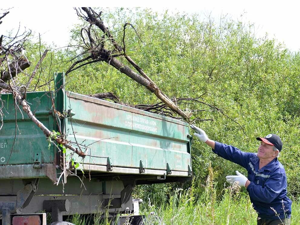 Вывоз веток деревьев. Погрузка веток. вывозка веток с.