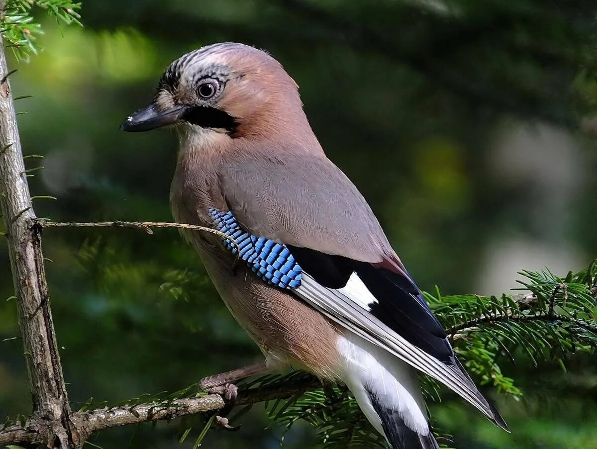 Другая лесная птица. Со́йка garrulus glandarius. Сойка обыкновенная. Востроглазая Сойка. Рыжеголовая Сойка.