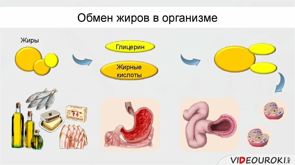 Последовательность процесса обмена жиров в организме человека. Схема жирового обмена в организме человека. Обмен жиров в организме схема. Рисунок обмен жиров в организме человека. % Жира в организме.