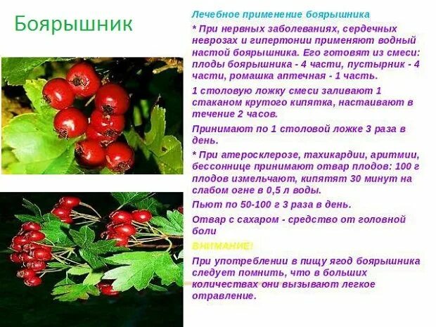 Для чего используется боярышник. Характеристики лекарственного растения боярышник. применение плодов боярышника. чем полезен боярышник. боярышник польза.