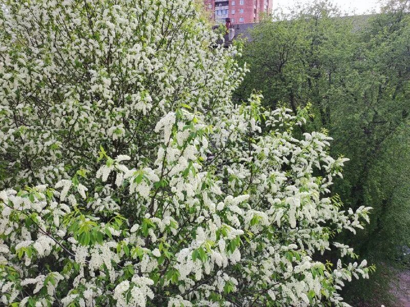 а во дворе расцвела ароматная груша. груша сказочная. дерево груша талгарская красавица. груша талгарская дерево. а во дворе расцвела ароматная груша.