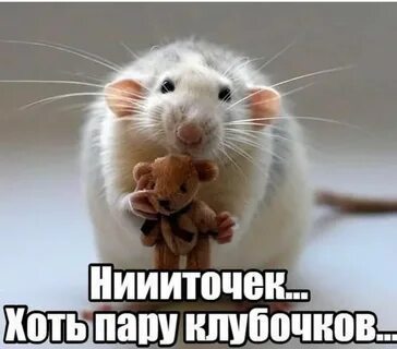 Смешные мышки картинки