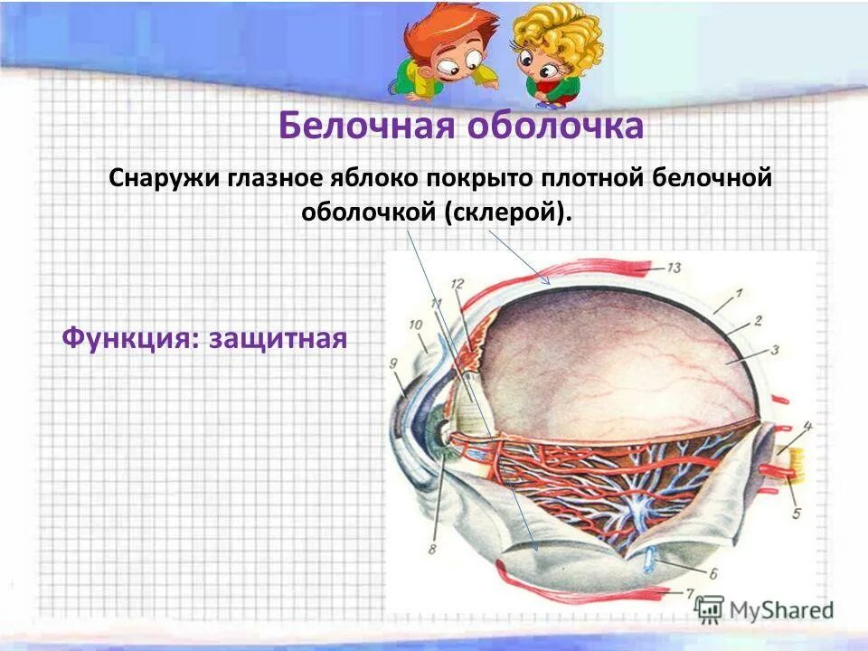 Отметьте верные утверждения белочная оболочка глаза