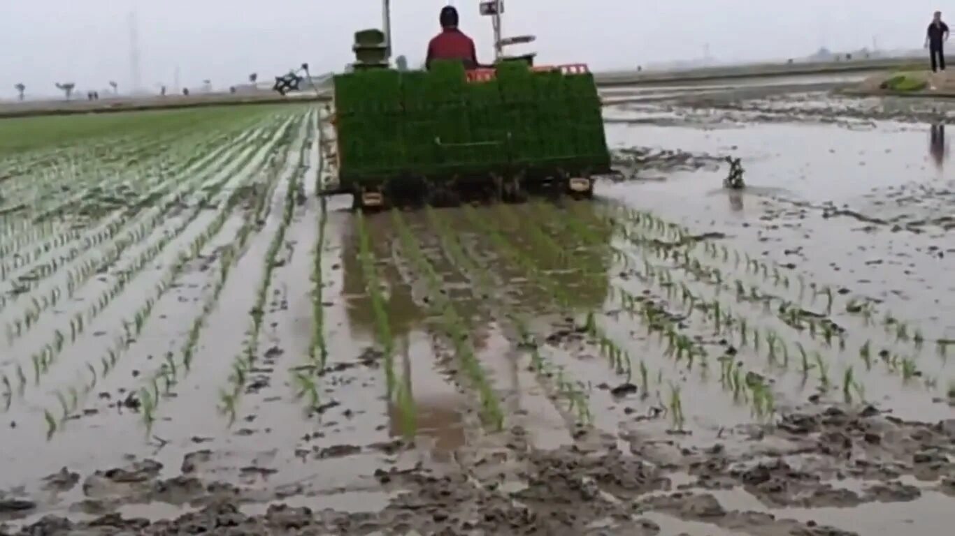 плантации лекарственных трав. выращивать овощи. покажи видео как выращивают. рисовые плантации в индии. возделывание лекарственных трав.