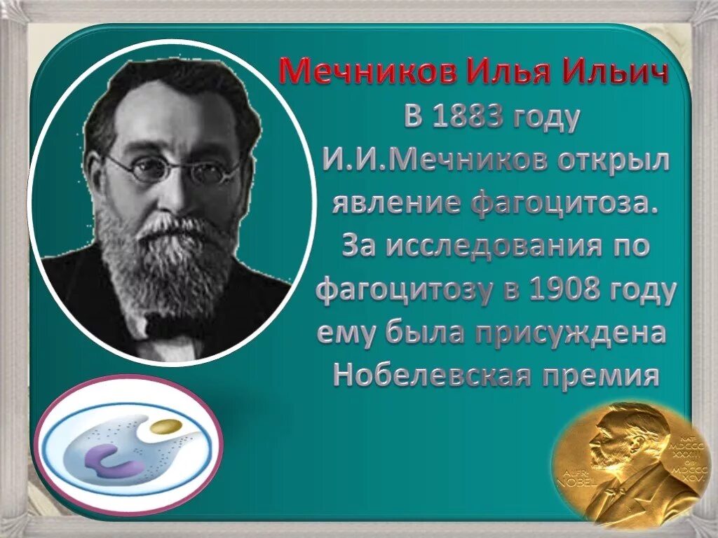 Какое явление открыл мечников. Мечников Нобелевская премия 1908.