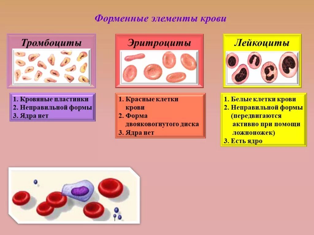 Группы клеток крови