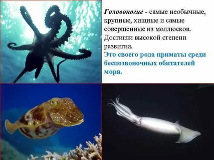 Головоногие примеры