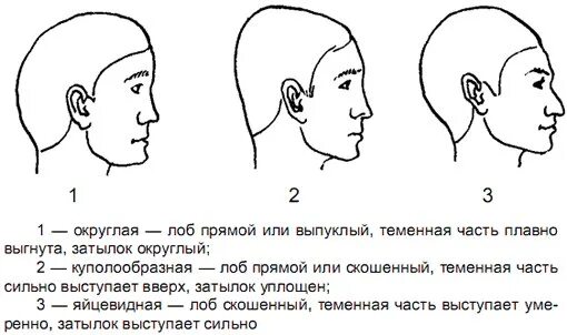 Правильная форма головы человека. Правильная форма головы у взрослого человека. Что значит затылок