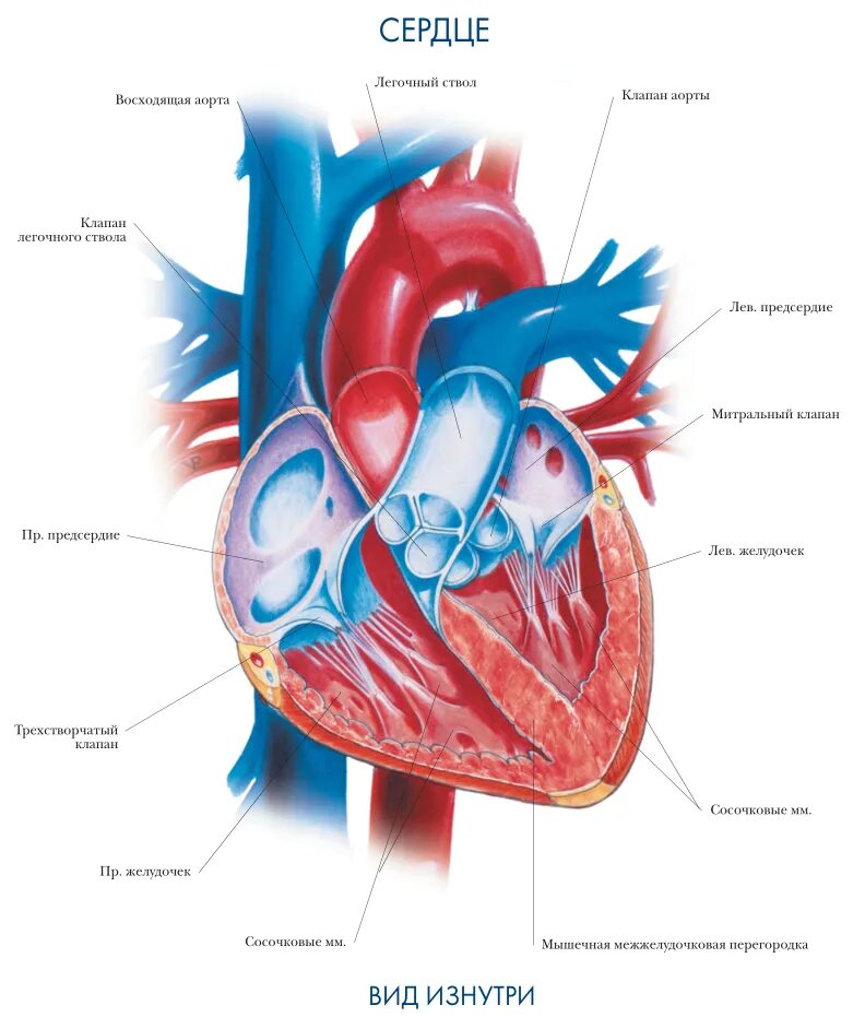 Сердце человека литература. Клапан легочного ствола к сердца анатомия. Легочный ствол анатомия человека. Сердце аорта легочный ствол. Анатомический атлас сердца человека.