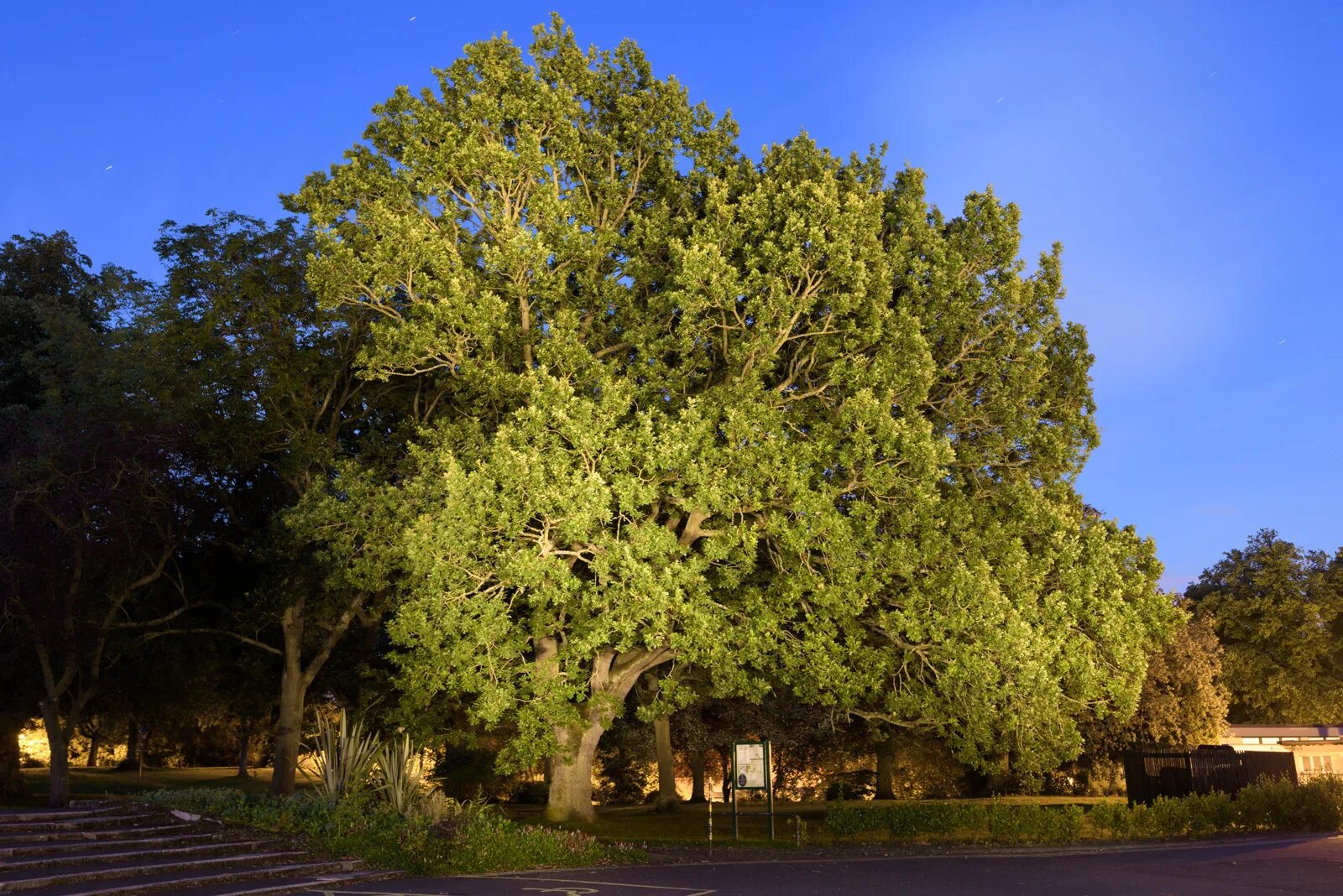 южное вечнозеленое дерево с плотной. южное вечнозеленое дерево с плотной. дуб каменный в крыму. южное вечнозеленое дерево с плотной. эман дарахти.