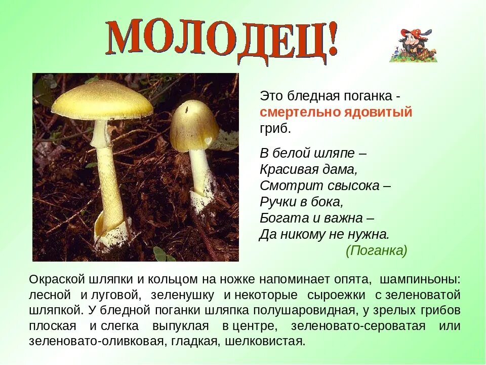 Ядовитые грибы 2 класс окружающий