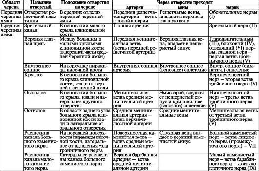 Височные каналы таблица. Отверстия основания черепа таблица. Внутреннее основание черепа таблица. Отверстия и каналы наружного основания черепа таблица. Отверстия внутреннего основания черепа таблица