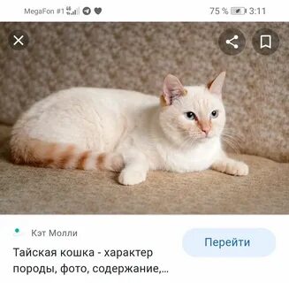 Ред тай