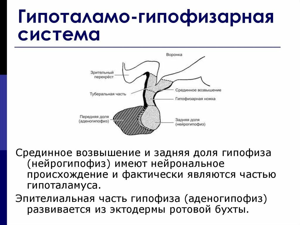 Гипоталамо-гипофизарная система физиология. Гипоталамо-гипофизарная система схема. Нейрогипофиз. Рединное созввшение гипофиза. Гипофиза гипоталамо гипофизарная система