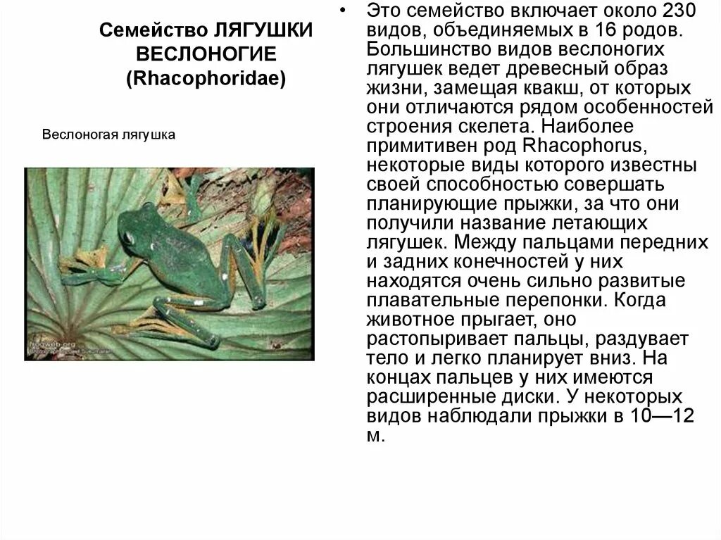 Царство род вид лягушка. Семейство лягушек. Лягушка квакша обыкновенная. Лягушка семейство род. Лягушка семейство род.