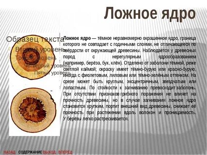 Ядровая древесина состоит