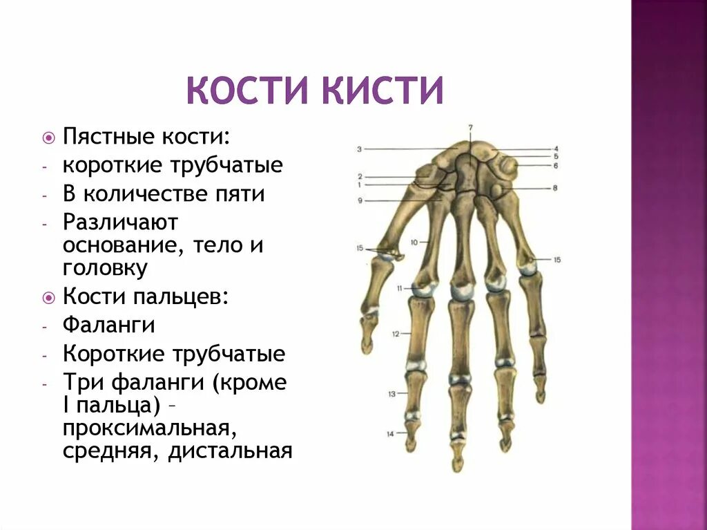 5 групп костей. Кисть строение анатомия костей. Анатомия кисти кости запястья. Анатомия 3 пястной кости. Кости запястья анатомия человека.