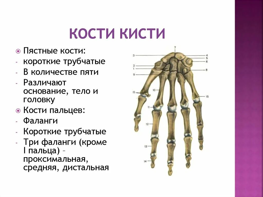 Кисть кости сколько