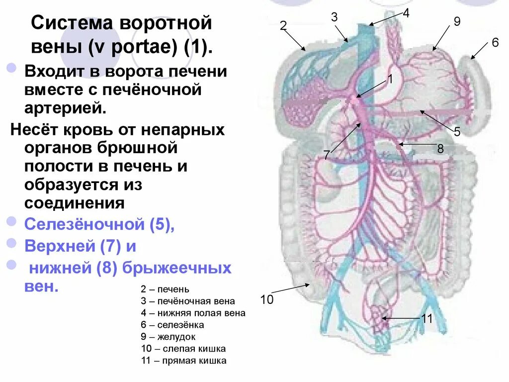 Нижняя полая вена печеночная вена. Воротная Вена печени система. Воротная система печени анатомия. Система воротной вены печени схема. Нижняя полая Вена и воротная Вена печени.